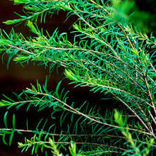 Load image into Gallery viewer, 100% Pure Essential Oils