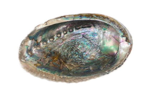 Abalone Shell- Large
